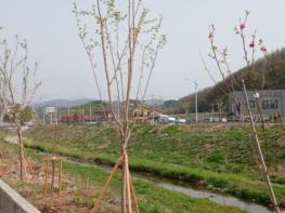 계룡시, 연산천 도로변 가로수 식재 조성 완료 기사 이미지