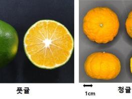 농촌진흥청, '풋귤·청귤' 이름 비슷해도 다른 귤 '겉모양, 성분 차이 커' 기사 이미지