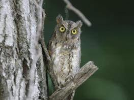 당진시, 천연기념물 조수류 보호 및 구조 활동 활발 기사 이미지