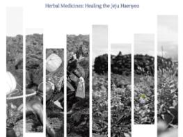 전복‧해삼‧쑥…제주해녀의 생약자원 조명 기사 이미지