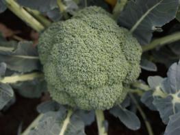 제주농기원, 수확 빠르고 병에 강한 브로콜리 2계통 선발 기사 이미지