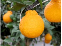 농촌진흥청, 국산 감귤 '탐나는봉' 보호…유전체 기반 식별 기술 마련 기사 이미지