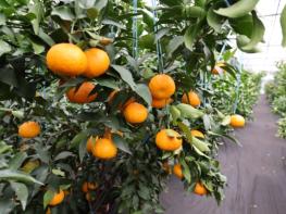 수도권 소비자, “미국산 만다린보다 제주 만감류” 기사 이미지