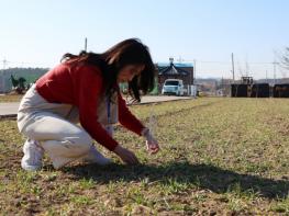 태안군, “맥류 생육 재생기 2월 20일” 골든타임 관리 총력 기사 이미지