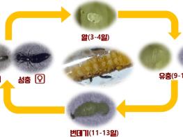 충남도 하늘소 유충 천적 ‘개미침벌’ 대량 사육 길 열렸다 기사 이미지
