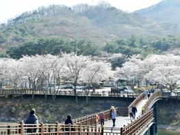 담양호·추월산 적신 분홍빛 봄물결… 상춘객 발길 이어져 기사 이미지