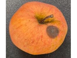 경기도농업기술원, ‘부분비가림+방충망’으로 사과 병해충 최대 92.7%↓ 기사 이미지