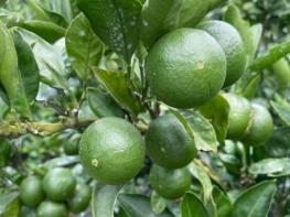 “생산부터 유통까지 철저히” 제주 풋귤 출하농장 지정 신청 시작 기사 이미지