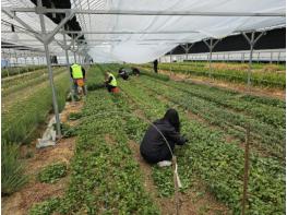 예산군 경제과, 화훼농가 찾아 농촌일손돕기 실시 기사 이미지
